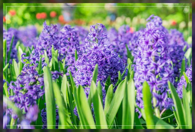 spring flowering plants