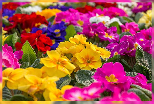 spring flowering plants primulas