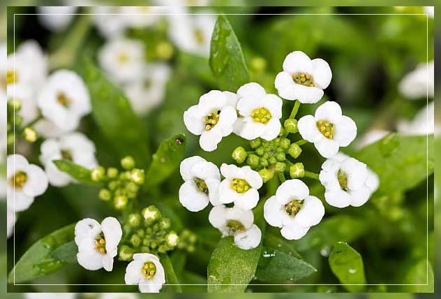 sweet alyssum