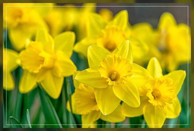 daffodils