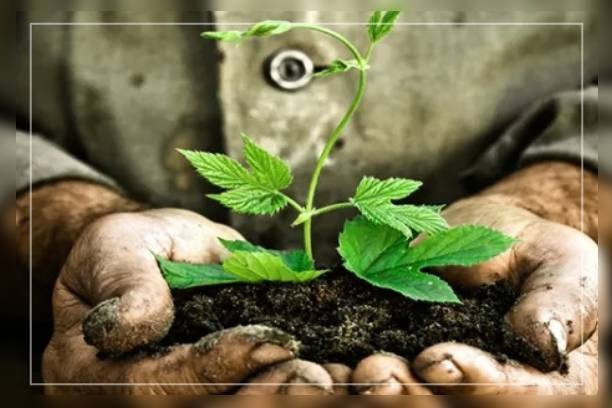 plants have different soil levels