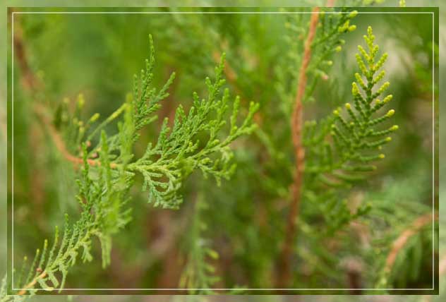 Non flowering plants 1