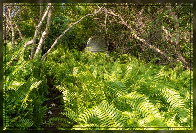 Non flowering plants 2