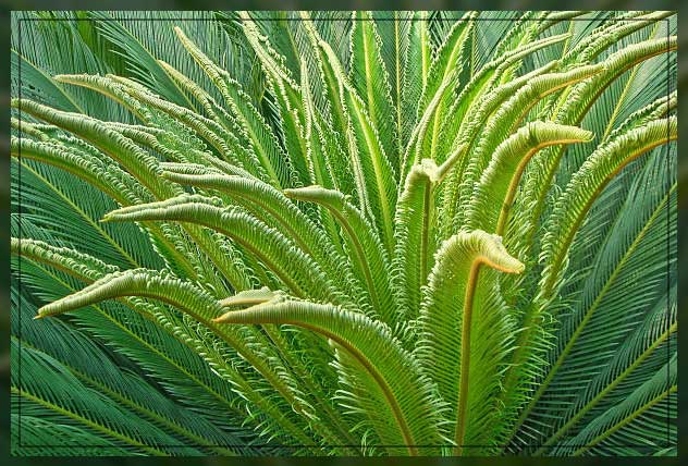 Non flowering plants 4