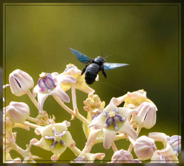 Non Flowering Plants An Overview Al