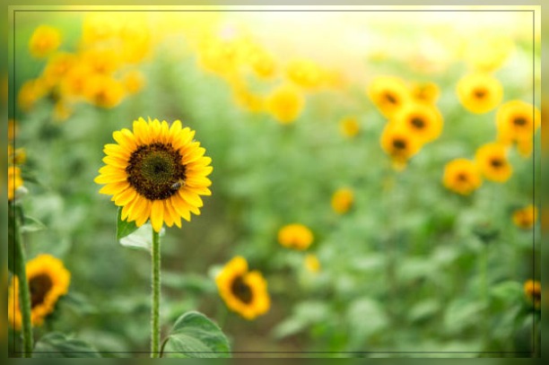 Sunflower plant 6