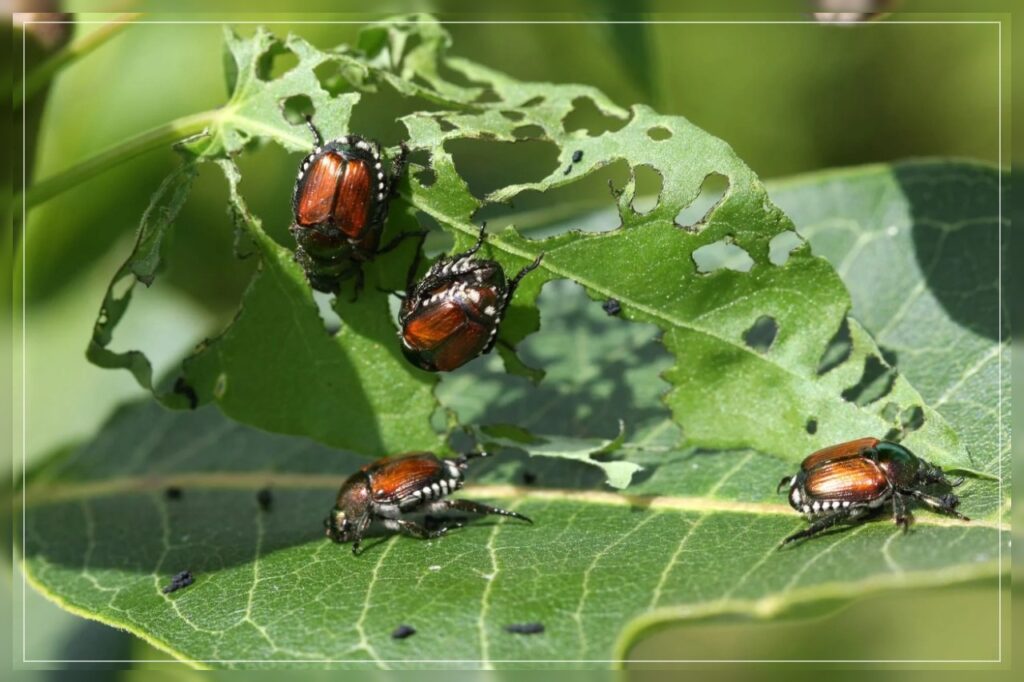 major ways to control pest spread