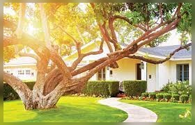 great natural lawn care tips