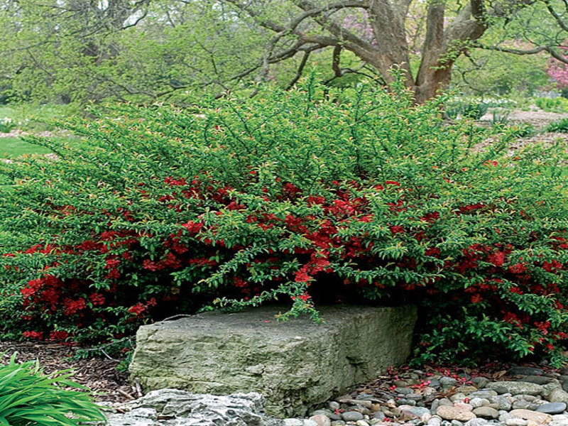 choosing coleus plants