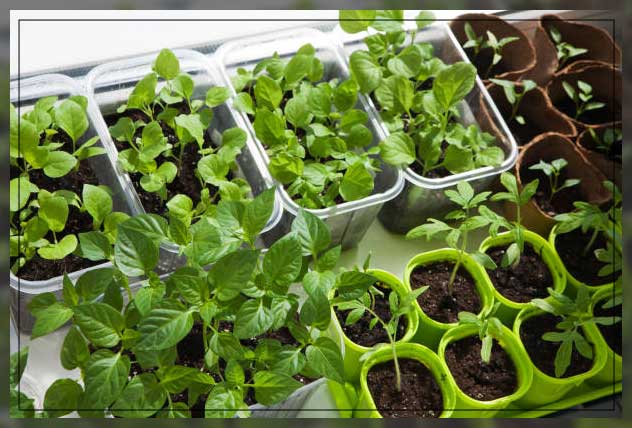 indulging in small-fruited varieties 