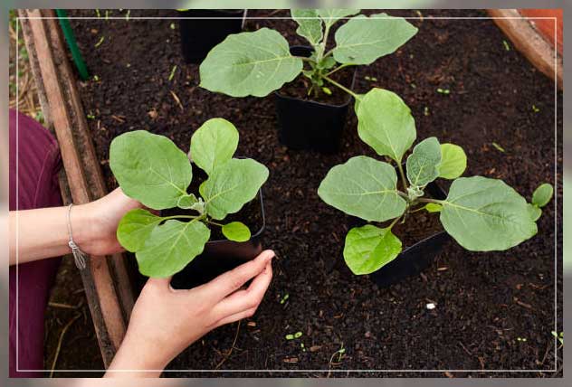 caring for eggplants 