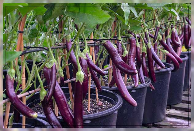 growing eggplants in garden