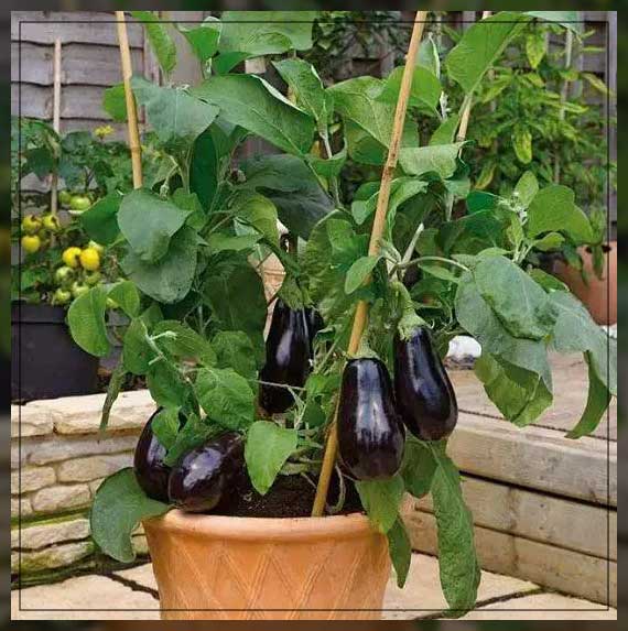 how you can plant eggplants 