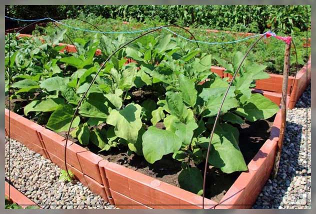 ensuring how your eggplants grow well 