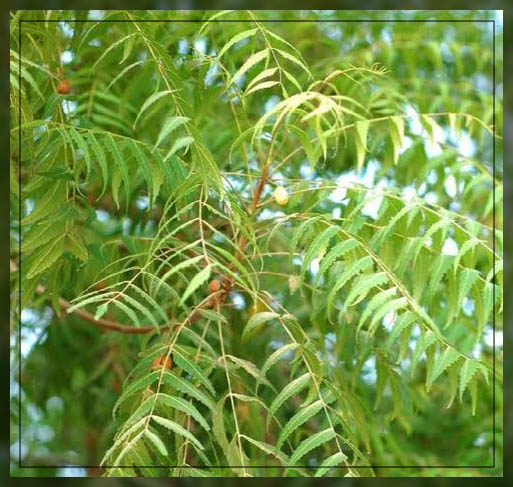neem tree
