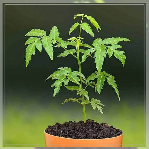Learn how to Grow Neem Tree Plant AAAK