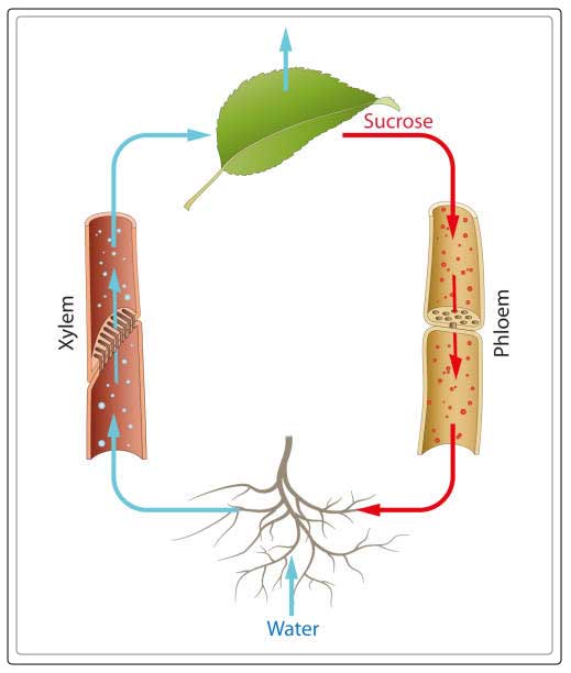 An Intro to Xylem and Phloem in Plants Al Ardh Alkhadra