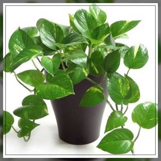 money plant 1