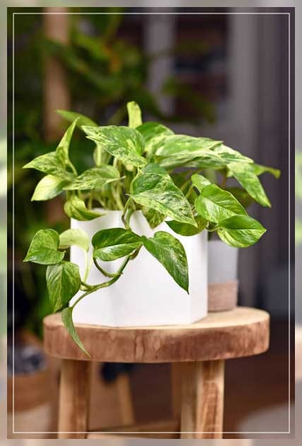 money plant