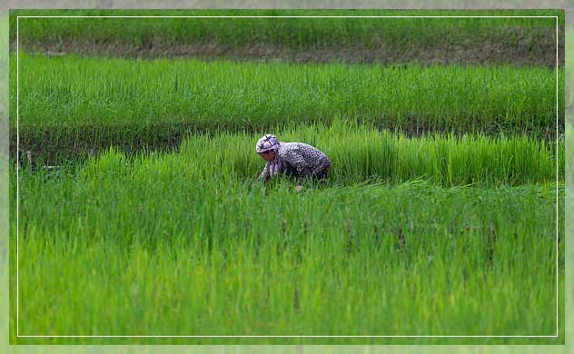 Kharif crops 3