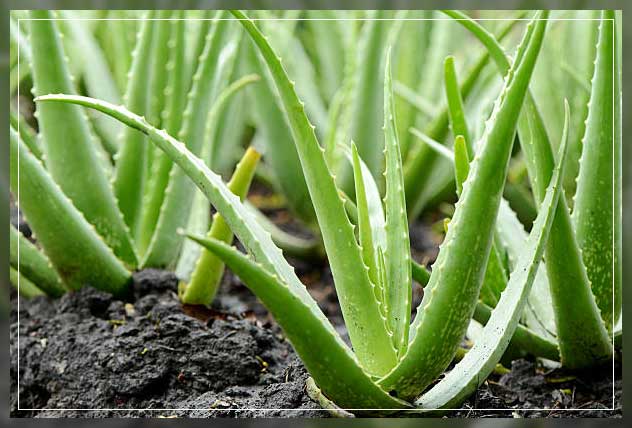 goodness of aloe vera plant 
