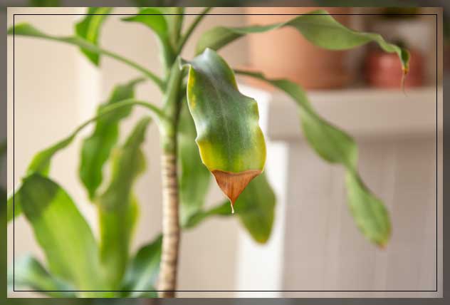 what are brown tips on leaves