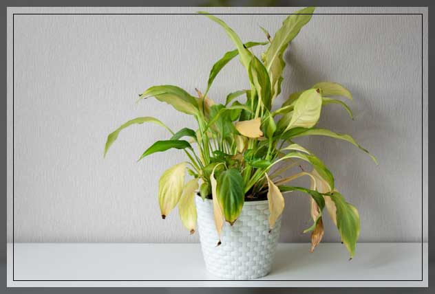 what causes brown tips 