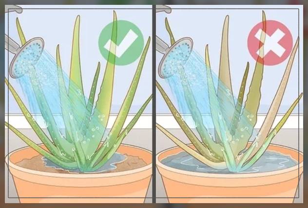 giving plants right amount of water 
