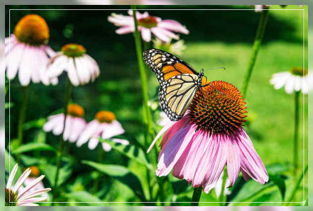 butterfly gardening 1