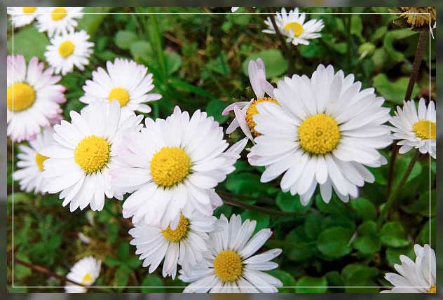 use of chamomile plants 