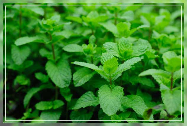 how peppermint helps environment 