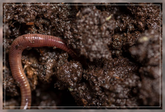 how pests in rain come inside homes