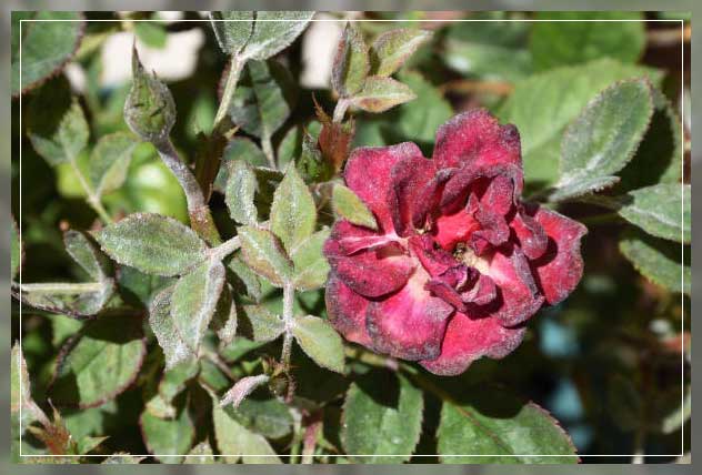 powdery mildew on rose