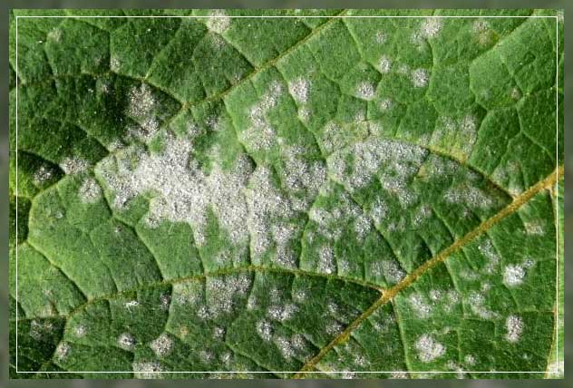 powdery mildew