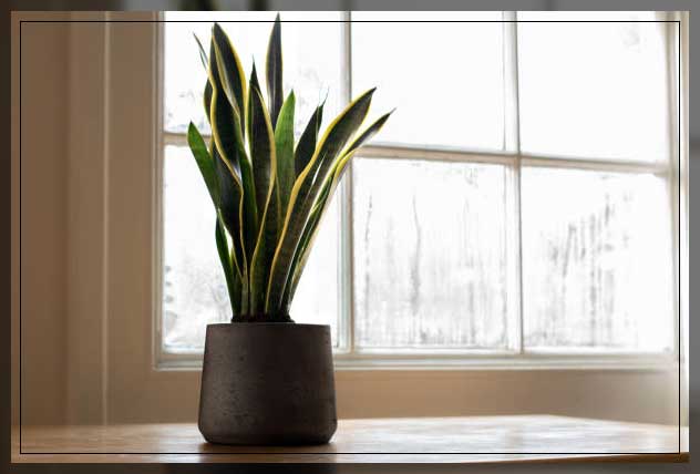 using snake plants