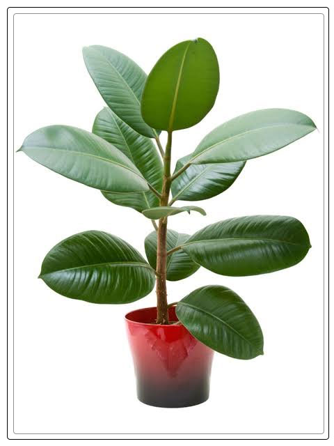 Philodendron Green