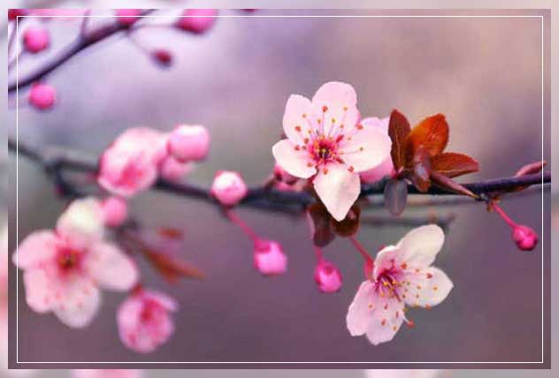 cherry blossom tree 1