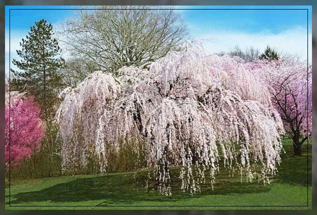 cherry blossom tree 2
