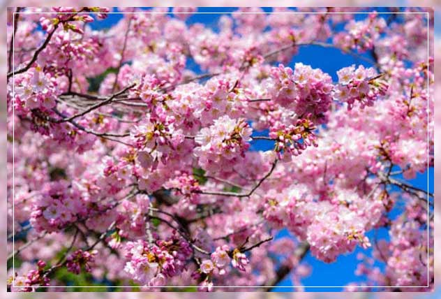 cherry blossom tree
