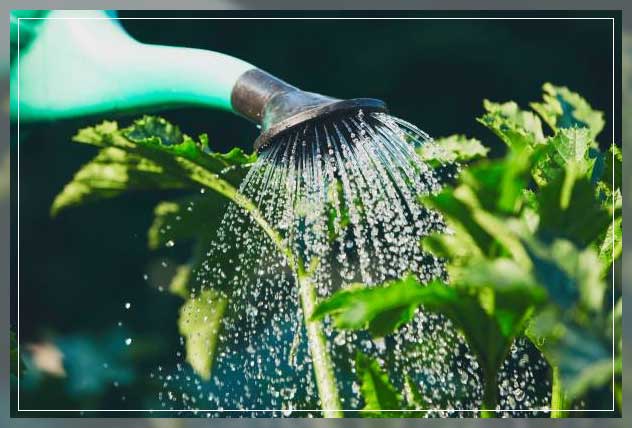 container gardening 1