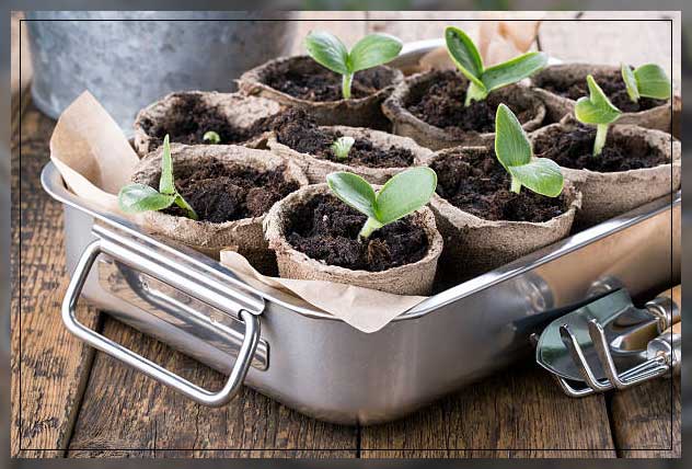 container gardening 2