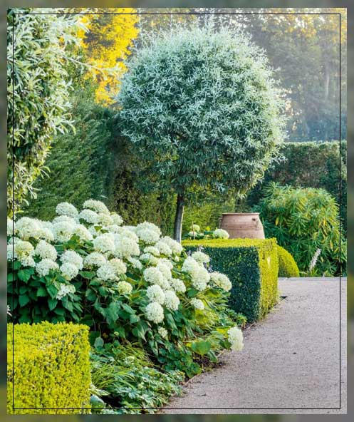evergreen shrubs 2