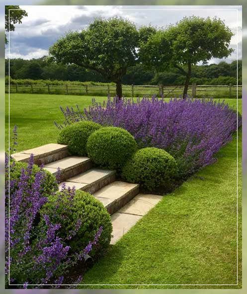 evergreen shrubs to define spaces