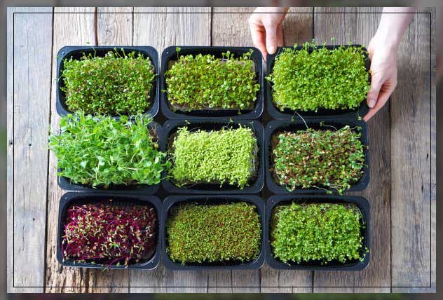 the best way to grow microgreens