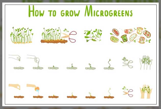 how to grow microgreens