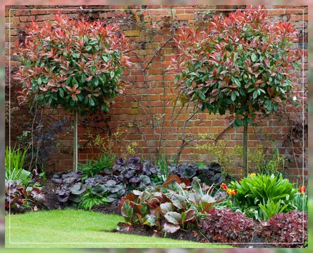 Evergreen Shrubs 9 Best Perennial Shrubs Al Ardh Alkhadra