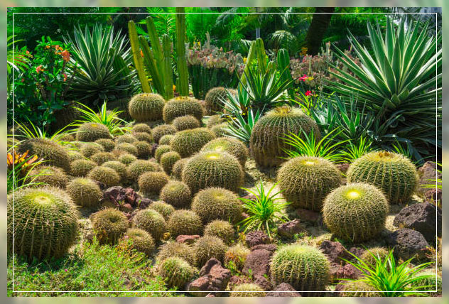 desert plants cactus
