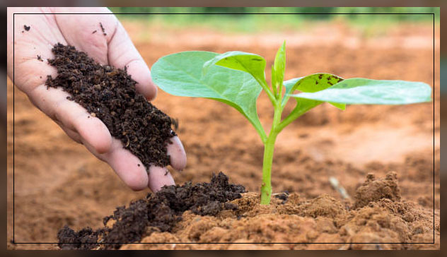 Reproduction in plants 2