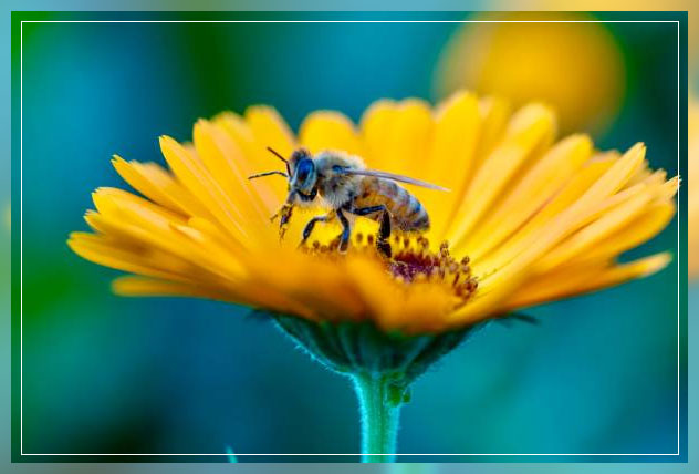 Reproduction in plants 3