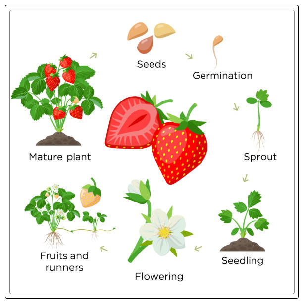 Reproduction in plants 6
